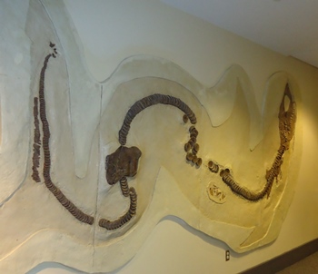 25-foot Cretaceous era shark Cretoxyrhina. McWane Science Center, Birmingham, AL.