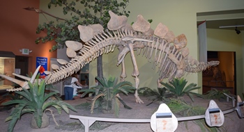 Stegosaurus display, New Mexico Museum of Natural History, Albuquerque, NM.