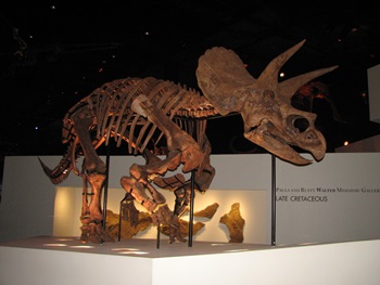 "Lane" the Triceratops, Houston Museum of Natural Science, Houston, TX.