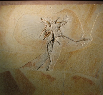 Archaeopteryx "Thermopolis Specimen." Wyoming Dinosaur Center, Thermopolis, WY.