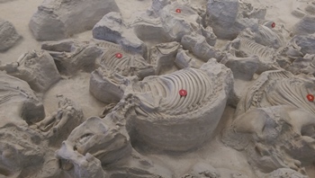 Fossil bones at Ashfall: an adult Teleoceras skeleton lies next to Cormohipparion, an ancient horse. Ashfall Fossil Beds State Historical Park, Orchard, NE.