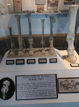 Modern horse foot (right) compared to the five ancient horses found at Ashfall Fossil Beds State Historical Park, Orchard, NE.