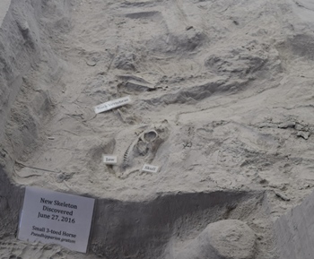 Pseudhipparion, a small three-toed horse. Ashfall Fossil Beds State Historical Park, Orchard, NE.