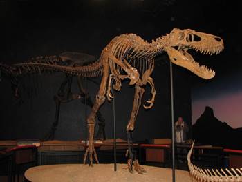 "Jane" the juvenile T-Rex at the Burpee Museum of Natural History, Rockford, IL.
