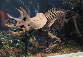 Terrific Triceratops at the Carnegie Museum of Natural History, Pittsburgh, PA.