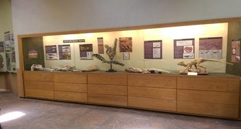 Display case at Ghost Ranch Ruth Hall Museum of Paleontology, Abiquiu, NM.