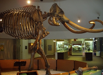 Columbian mammoth skeleton display, La Brea Tar Pits & Museum, Los Angeles, CA.