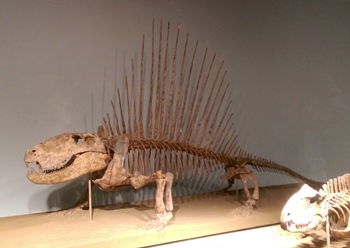 Dimetrodon display, Field Museum, Chicago, IL.