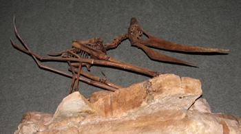Resting Pteranodon fossil, Denver Museum of Nature and Science, Denver, CO.