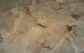 Sauropod skull and cervical verterbrae, Dinosaur National Monument, Vernal, UT.