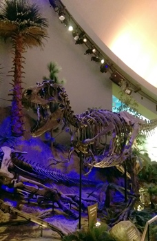 Gorgosaurus display, Children's Museum of Indianapolis. Indianapolis, IN.