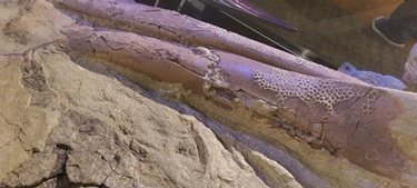 Brachylophosaurus "Leonardo," and the skin impressions on the fossil. The Children's Museum of Indianapolis, Indianapolis, IN.