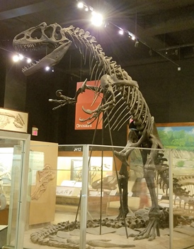 The mighty Allosaurus. University of Michigan Museum of Natural History, Ann Arbor, MI.