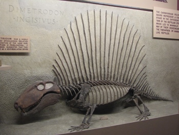 My old favorite: Dimetrodon at the University of Michigan Museum of Natural History, Ann Arbor, MI.