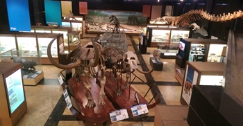 University of Michigan Museum of Natural History, Ann Arbor, MI. Photo credit: John Gnida