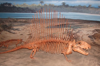 Beautiful Dimetrodon display at the Museum of Ancient Life, Lehi, UT.