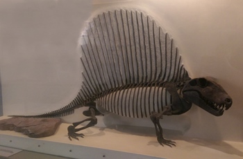 Dimetrodon display at the New Mexico Museum of Natural History, Albuquerque, NM.
