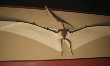 Pteranodon wall display, Smithsonian National Museum of Natural History, Washington, DC.