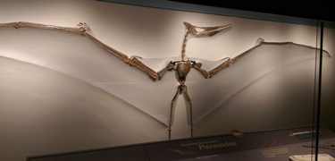 Gorgeous Pteranodon specimen, University of Kansas Museum of Natural History, Lawrence, KS.