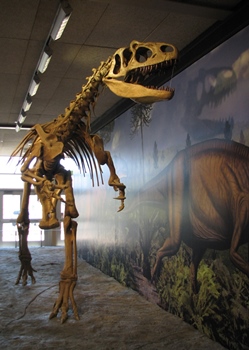 Allosaurus display at the Quarry Exhibit Hall, Dinosaur National Monument, Jensen, UT.