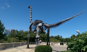 Brachiosaurus sculpture facing the Chicago skyline. The Field Museum, Chicago, IL. 