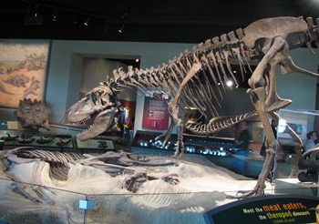 Fantastic Daspletosaurus display, The Field Museum, Chicago, IL.
