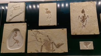 Birds from the Eocene era, The Field Museum, Chicago, IL.