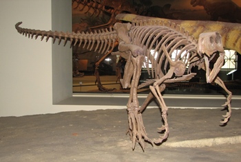 The very early dinosaur Herrerasaurus. The Field Museum, Chicago, IL.