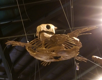 Protostega display, Rocky Mountain Dinosaur Resource Center, Woodland Park, CO.