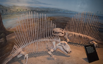 Impressive Dimetrodon display at the Royal Tyrrell Museum, Drumheller, Alberta.
