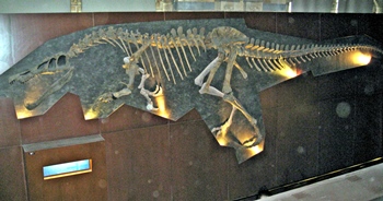 Fantastic Baryonyx fossil, Natural History Museum, London, England.