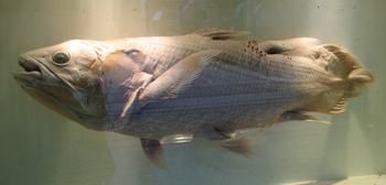 The "living fossil" coelocanth. Natural History Museum, London, England. 
