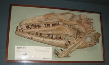 Mantell's Mosasaurus, Natural History Museum, London, England.