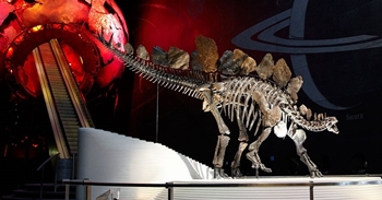 "Sophie" the Stegosaurus at the Natural History Museum, London, England.