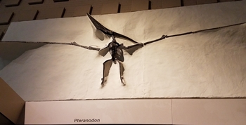 Wonderful Pteranodon display at the Yale Peabody Museum, New Haven, CT.