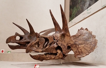 Triceratops (foreground) and Torosaurus skulls on display at the Yale Peabody Museum, New Haven, CT.