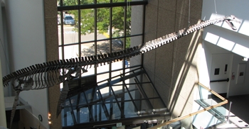 Elasmosaurus at the Denver Museum of Nature and Science, Denver, CO.