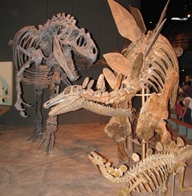 Fantastic display featuring Allosaurus attacking adult Stegosaurus while juveniles watch. Denver Museum of Nature and Science, Denver, CO.