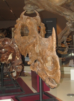 Centrosaurus skull from Dinosaur Provincial Park on display at the Royal Ontario Museum, Toronto, ON.