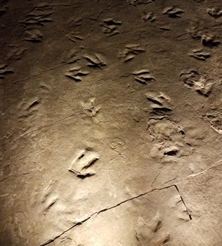 A good look at Eubrontes, the dinosaur track that is the state fossil of Connecticut. Dinosaur State Park, Rocky Hill, CT.