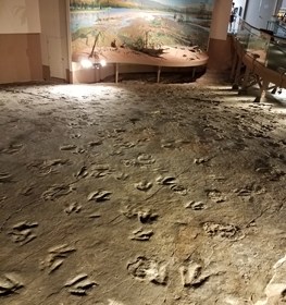Some of the many dinosaur tracks at Dinosaur State Park, Rocky Hill, CT.
