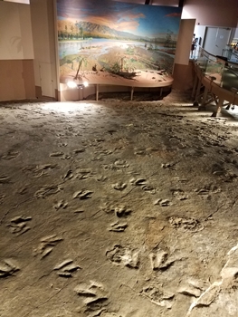 Some of the many dinosaur tracks at Dinosaur State Park, Rocky Hill, CT.