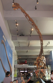 The long-necked Mamenchisaurus. Natural History Museum of Los Angeles County, Los Angeles, CA.