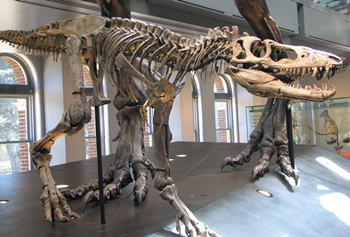 2-year-old Tyrannosaurus at the Natural History Museum of Los Angeles County, Los Angeles, CA.