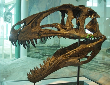 Actual skull of "Fran" the Acrocanthosaurus. North Carolina Museum of Natural Sciences, Raleigh, NC.