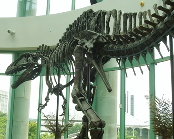 "Fran" the Acrocanthosaurus. North Carolina Museum of Natural History, Raleigh, NC.