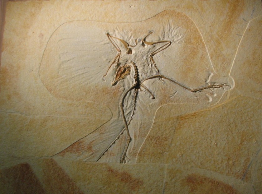 Good view of the head and tail of Archaeopteryz. Wyoming Dinosaur Center, Thermopolis, WY.
