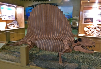 Dimetrodon display at the Wyoming Dinosaur Center, Thermopolis, WY.