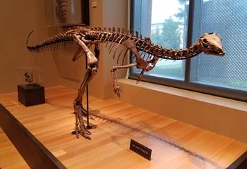 Dryosaurus mount at the Beneski Museum of Natural History, Amherst College, Amherst, MA.