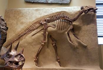 Beautiful fossil Gryposaurus at the Beneski Museum of Natural History, Amherst College, Amherst, MA.